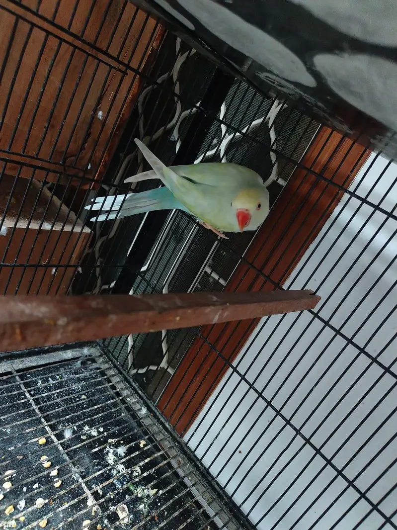 Breeder Female for Sale — photo 2
