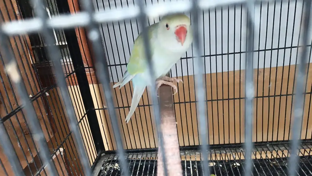 Breeder Female for Sale — photo 3