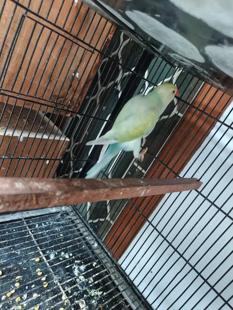 Breeder Female for Sale — photo 4