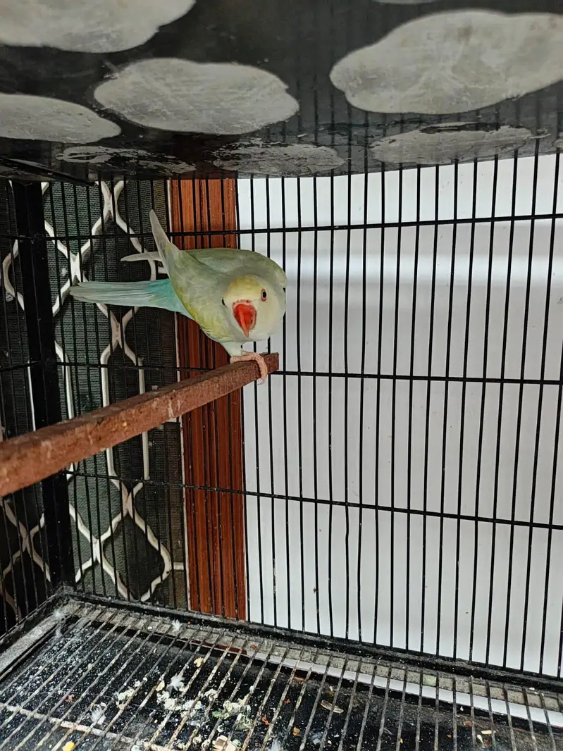 Breeder Female for Sale — photo 5
