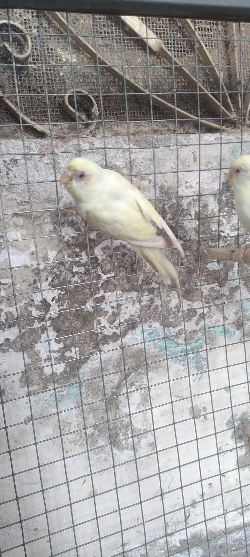 red eyes kings size baby — photo 2