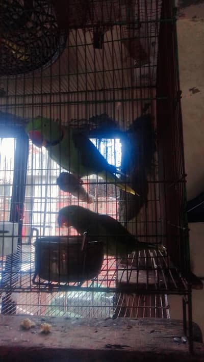 Raw 100  percent Breader pair home bread with good breeding history