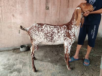 makhi cheeni bakri