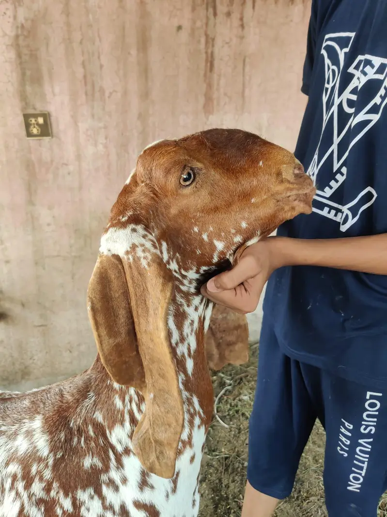 makhi cheeni bakri — photo 2
