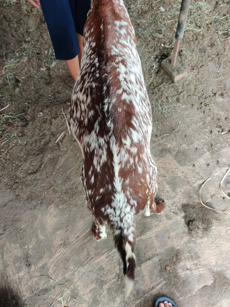 makhi cheeni bakri — photo 3