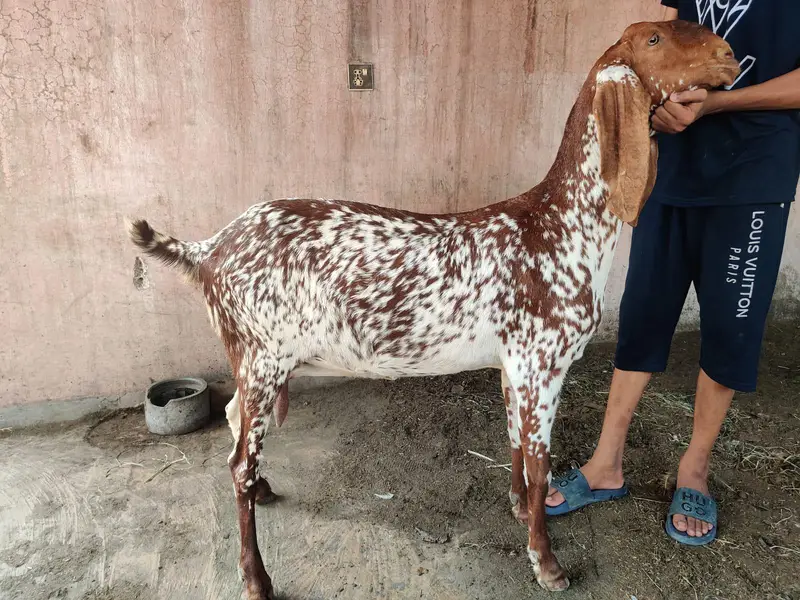makhi cheeni bakri — photo 4