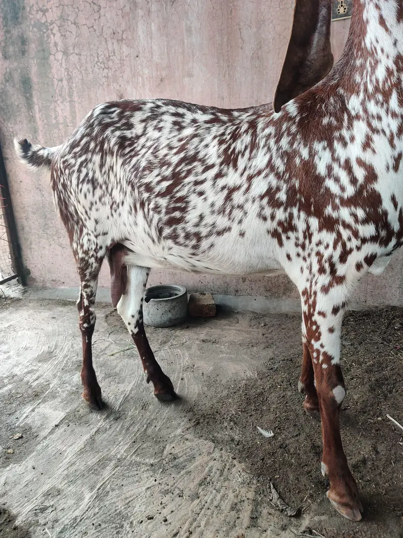 makhi cheeni bakri — photo 5