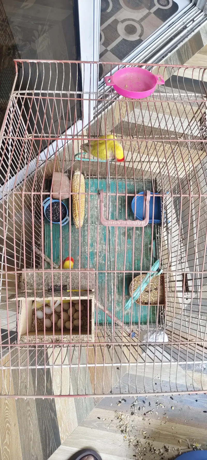 Yellow lutino Finches Birds Karachi — photo 2