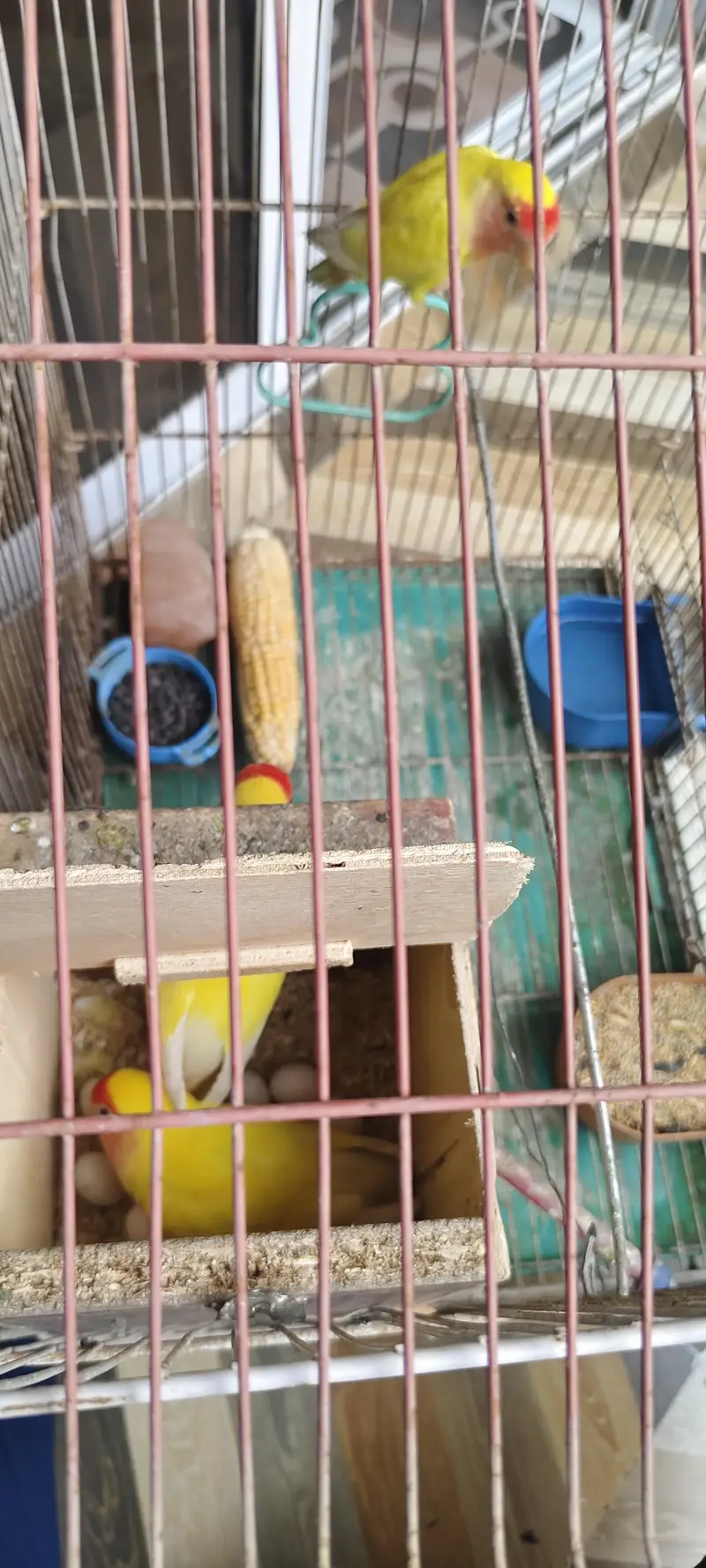 Yellow lutino Finches Birds Karachi — photo 3