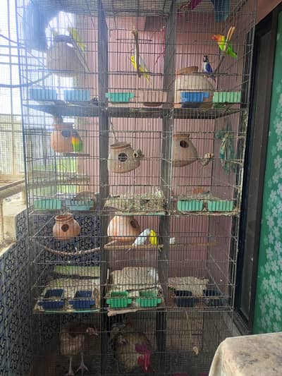 Birds setup