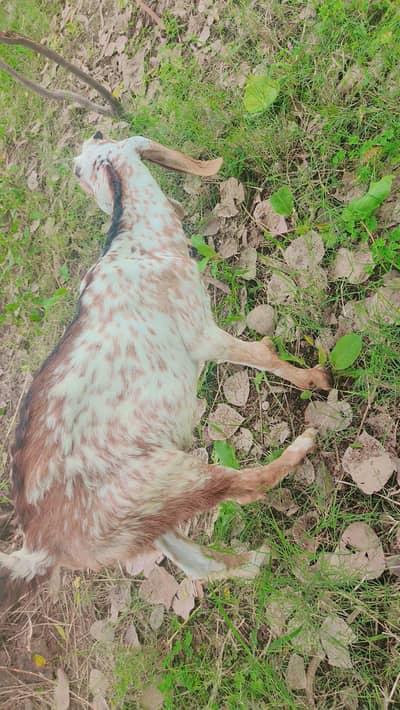 goats for sale