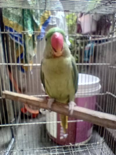 Parrot baby 5 months
