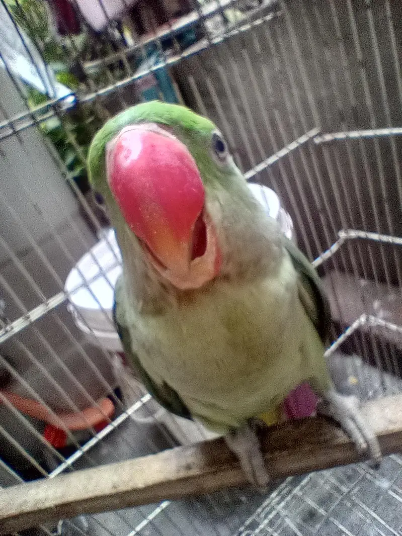 Parrot baby 5 months — photo 2