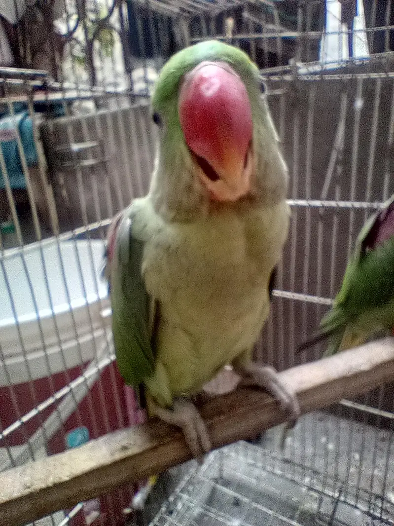 Parrot baby 5 months — photo 3