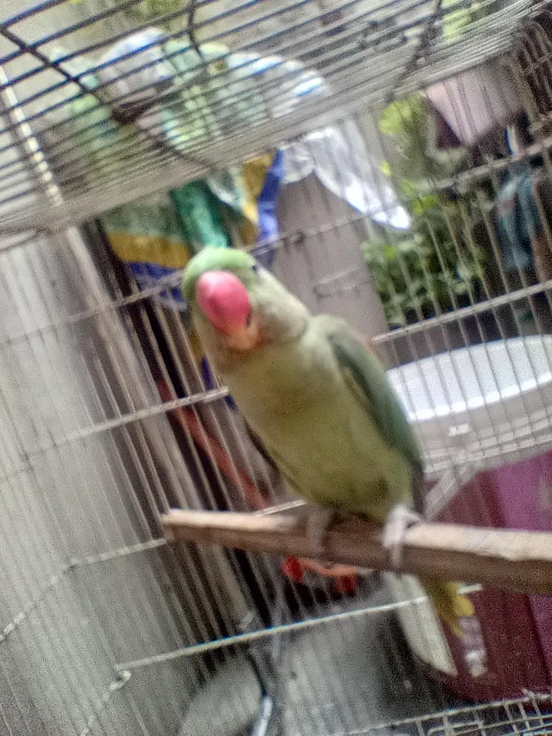Parrot baby 5 months — photo 4