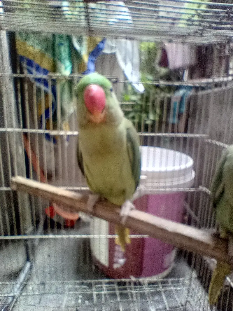 Parrot baby 5 months — photo 5