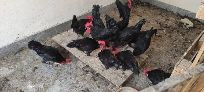 Black Austrolop Males