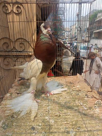 Black Magpai Reverse breeder chicks for Sale
