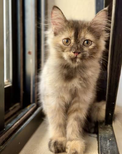 Fluffy Persian Kitten (Tortoiseshell) for a Loving Home