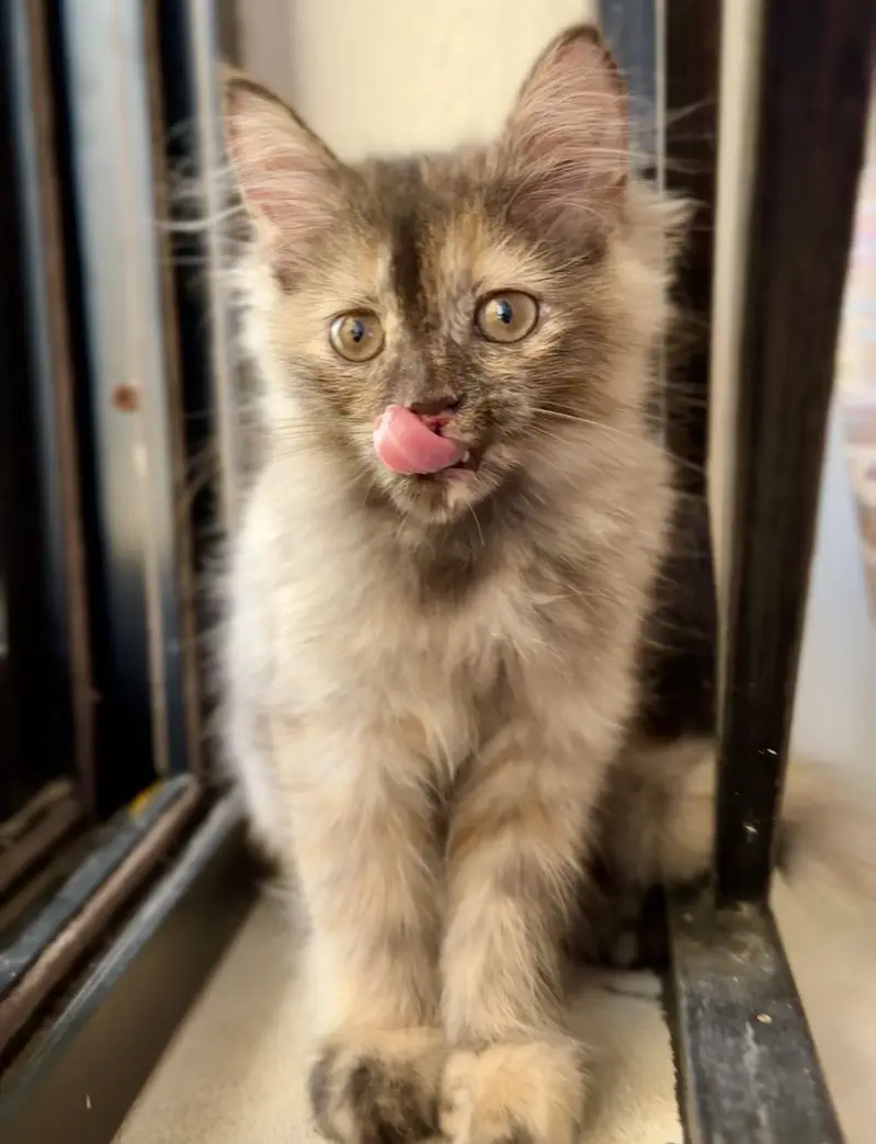 Fluffy Persian Kitten (Tortoiseshell) for a Loving Home — photo 2
