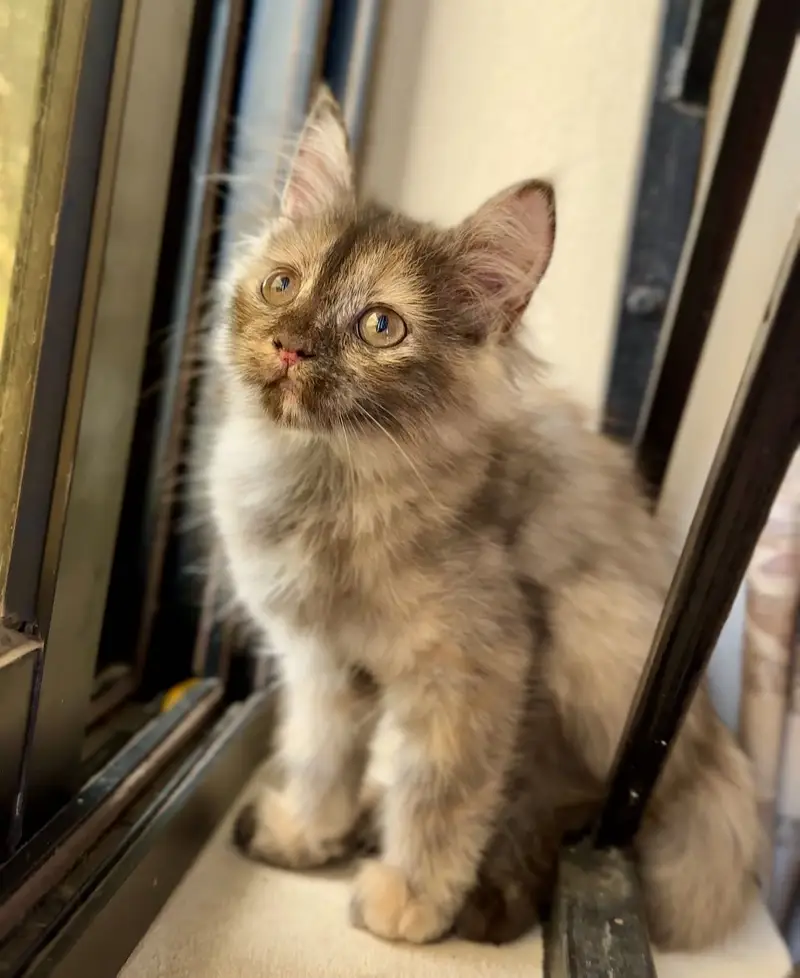 Fluffy Persian Kitten (Tortoiseshell) for a Loving Home — photo 3