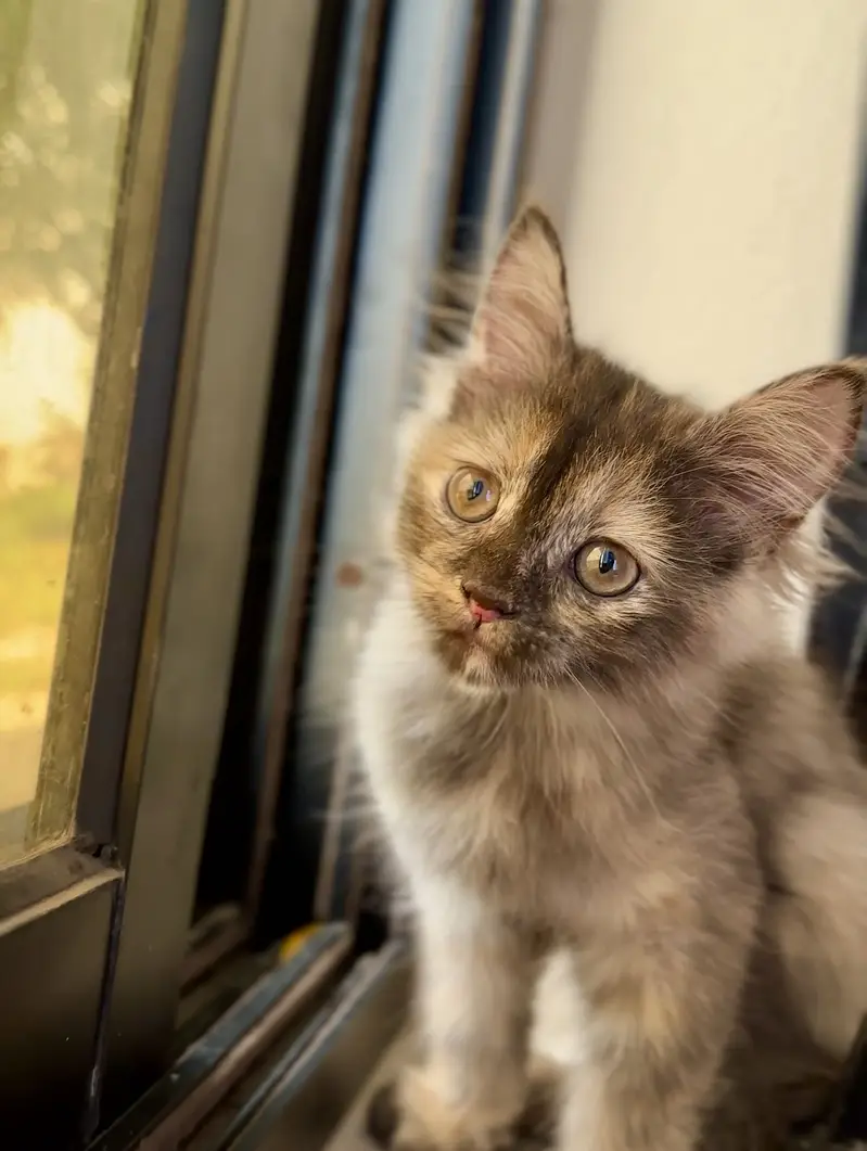 Fluffy Persian Kitten (Tortoiseshell) for a Loving Home — photo 4