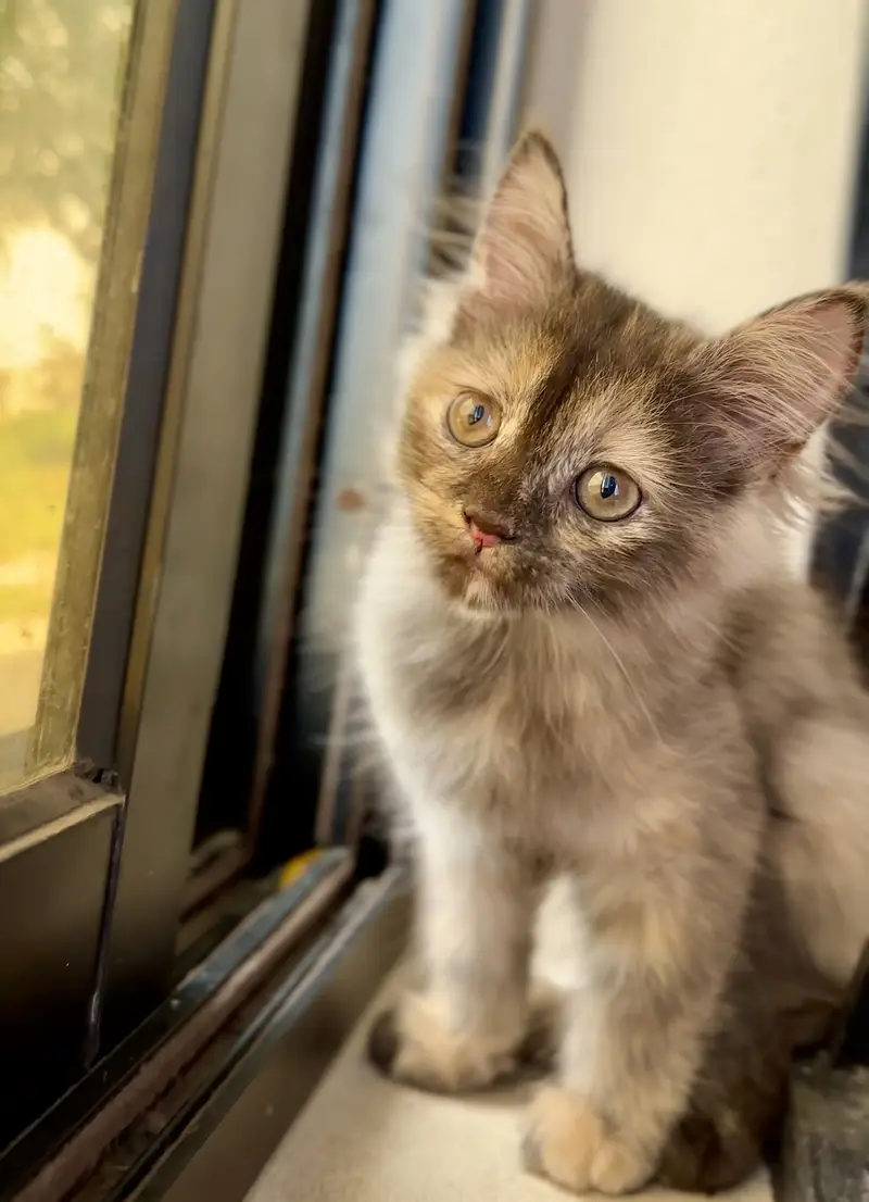 Fluffy Persian Kitten (Tortoiseshell) for a Loving Home — photo 5