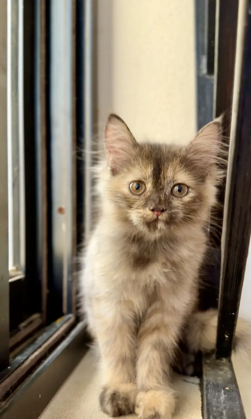 Fluffy Persian Kitten (Tortoiseshell) for a Loving Home — photo 6