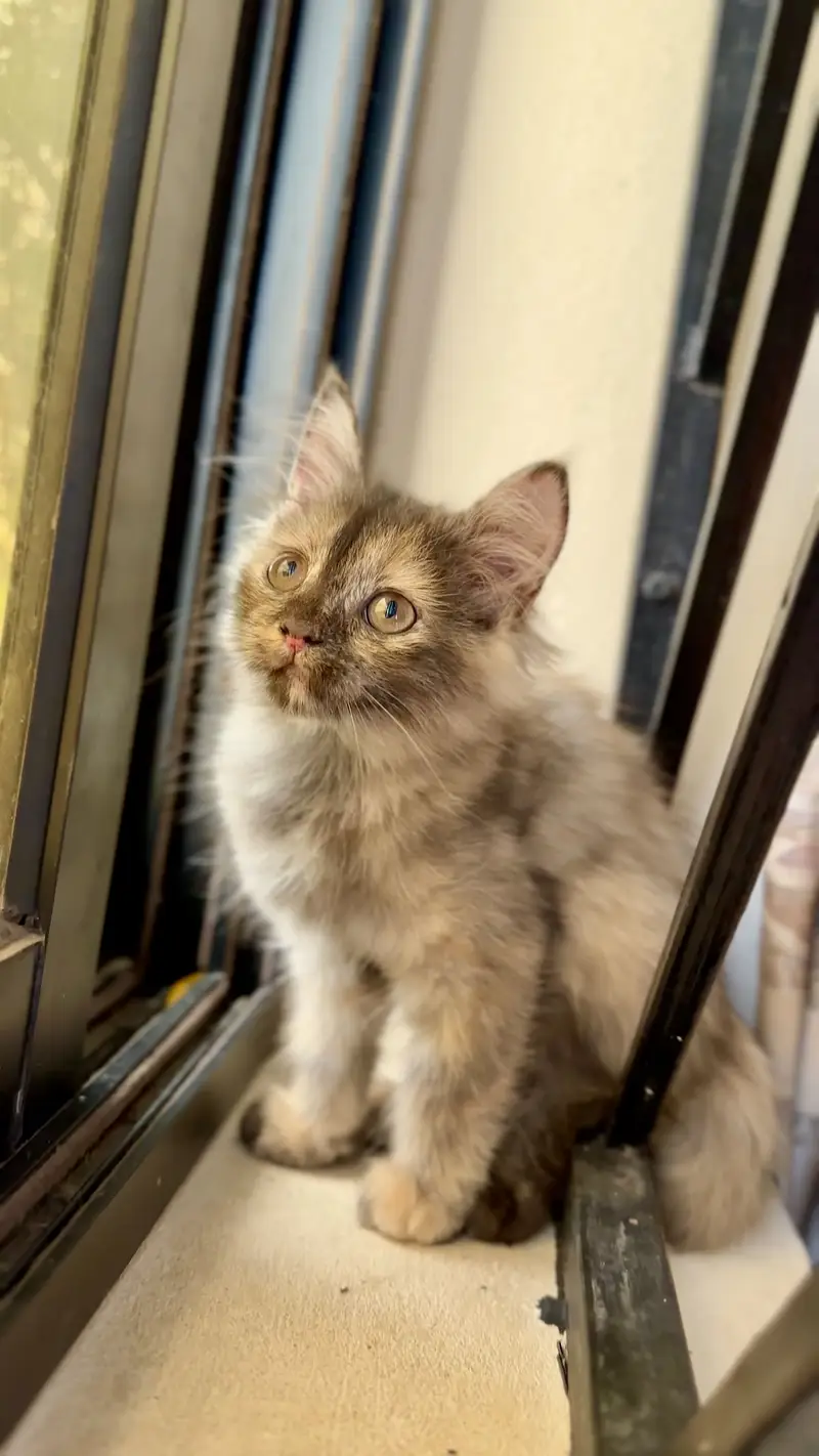 Fluffy Persian Kitten (Tortoiseshell) for a Loving Home — photo 7