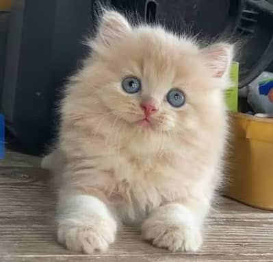 Persian kittens  whstp// 03704///602310///