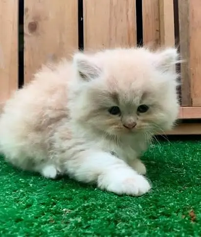 Persian kittens  whstp// 03704///602310/// — photo 3