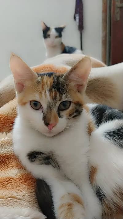 very good cat