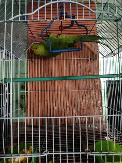 hand tame male