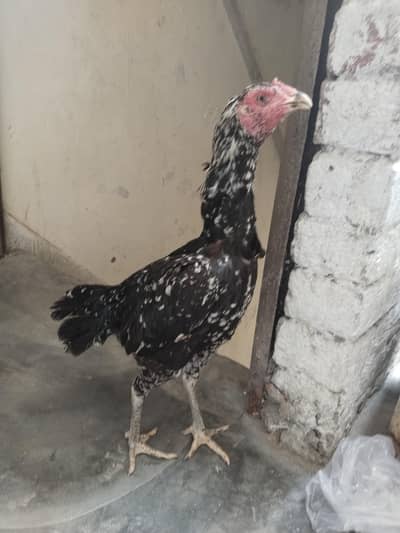 aseel thai 2 urgent sale