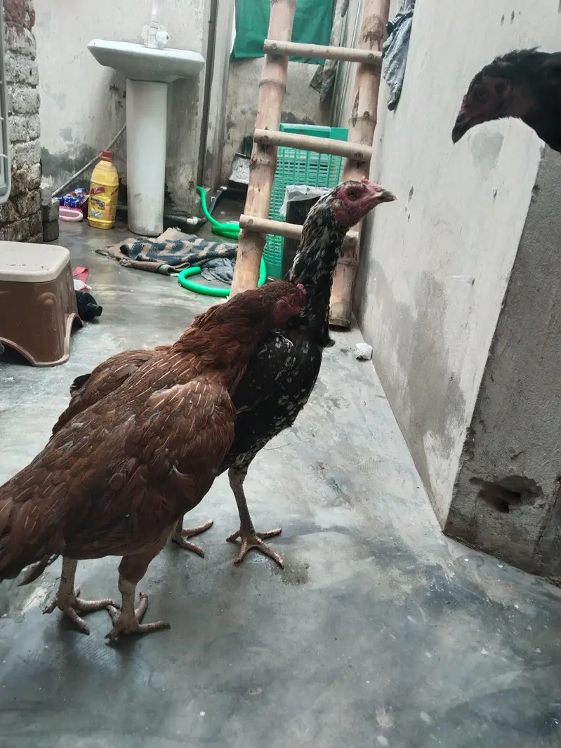 aseel thai 2 urgent sale — photo 2