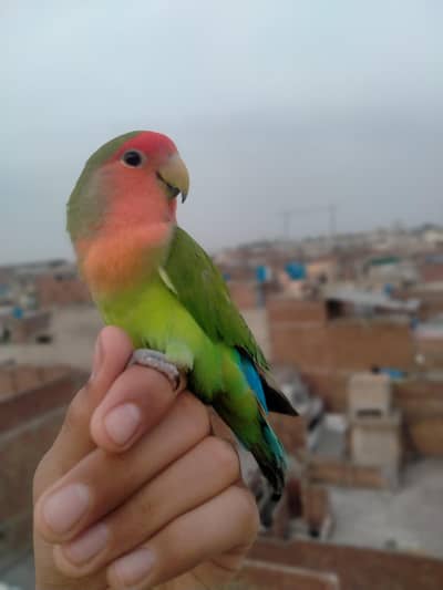 pure Latino lovebird hand tame fully active and healthy