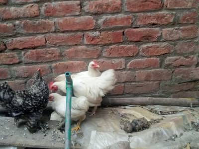 whitebantam