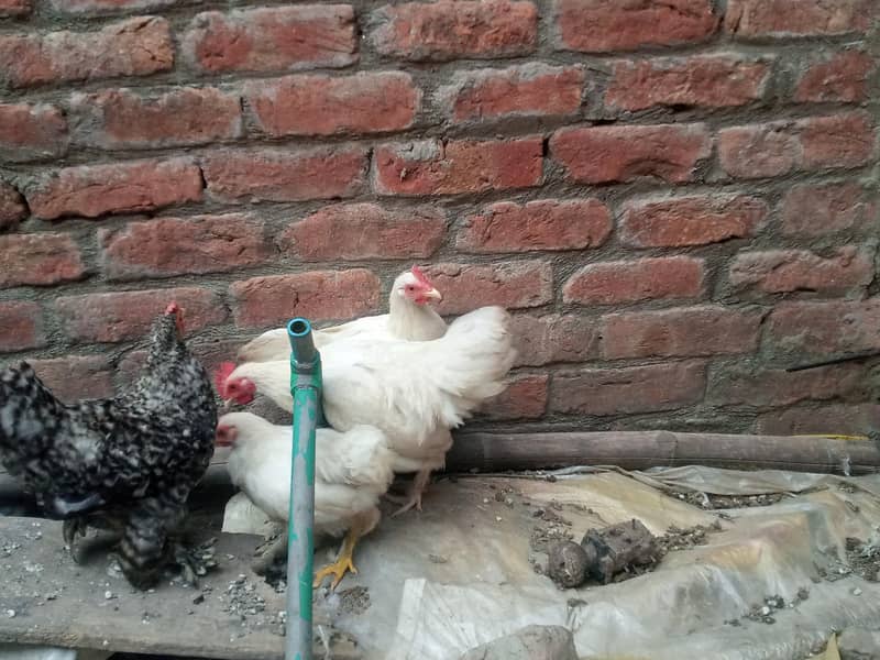 whitebantam 0