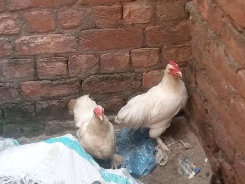 whitebantam 1