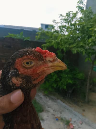 murge for sale nice quality