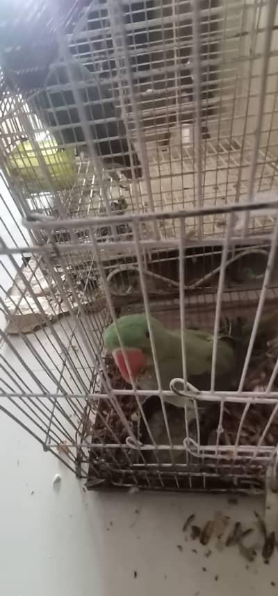 Raw parrot known as Pahari parrot