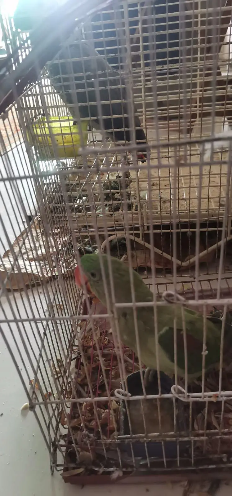 Raw parrot known as Pahari parrot — photo 2