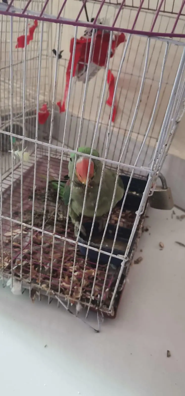 Raw parrot known as Pahari parrot — photo 4