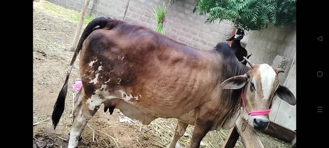 cholistani cow
