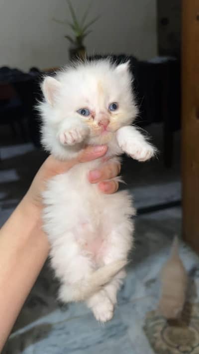 Persian Pair For sale