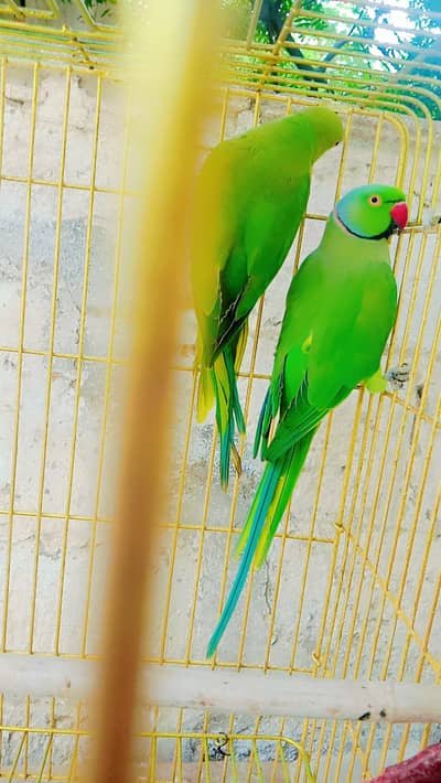 green ring neck bteedar pair