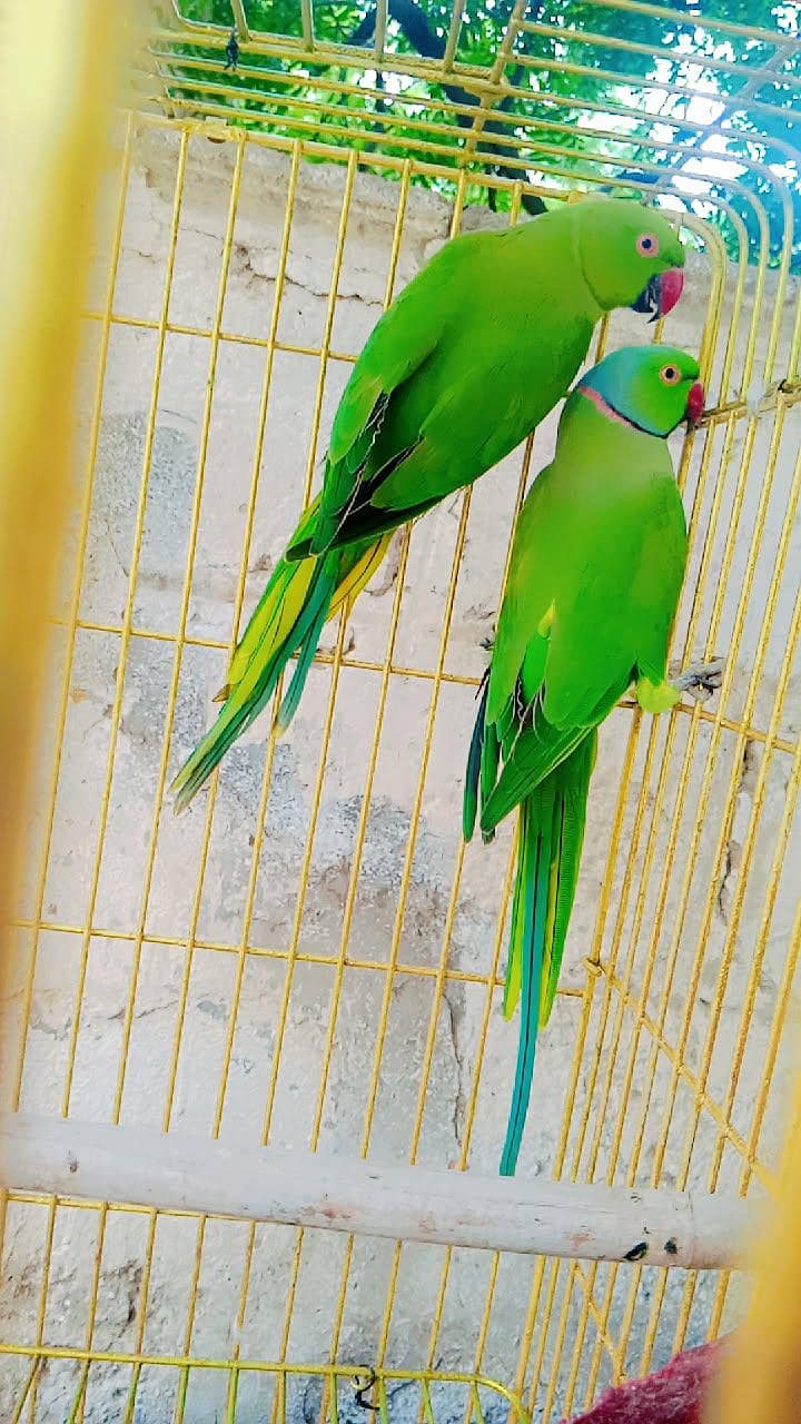 green ring neck bteedar pair 1