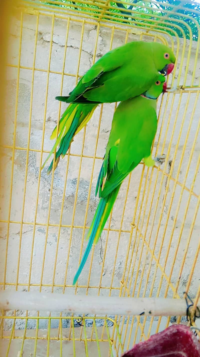 green ring neck bteedar pair 2