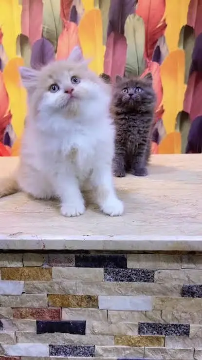 Persian kittens  whstp// 03704///602310/// — photo 2