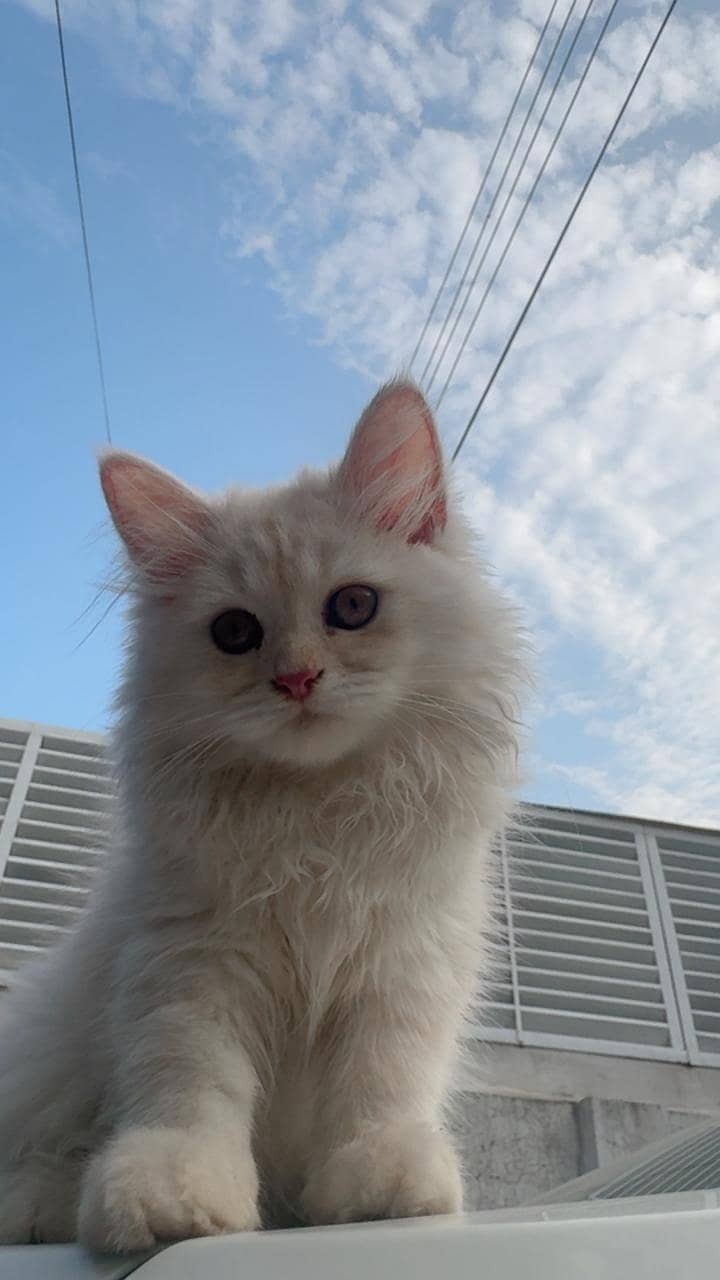 fawn kitty 2
